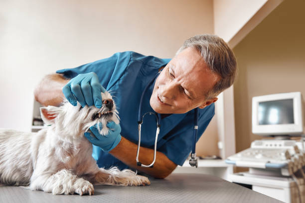 Best Holiday Emergency Dentist in New Union, TN